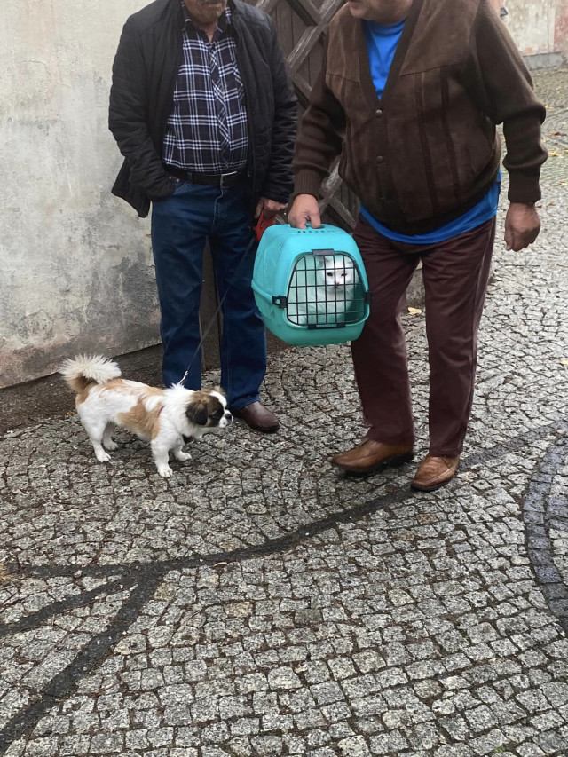  Błogosławieństwo zwierząt 